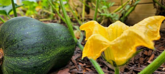 a zucchini growing in a garden with a yellow flower
